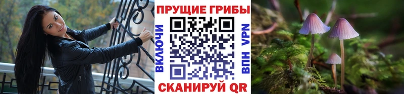 закладки  Нариманов  Галлюциногенные грибы Cubensis 